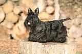 SCOTTISH TERRIER 139